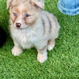 Red Merle female 2 - Red merle female Miniature Australian Shepherd puppy in Lemon Cove, California from Magic Ranch Mini Aussies