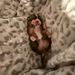 Pequita - Black sabled fawn female Chihuahua puppy in Yamhill, Oregon from Diamond Dog Chihuahuas