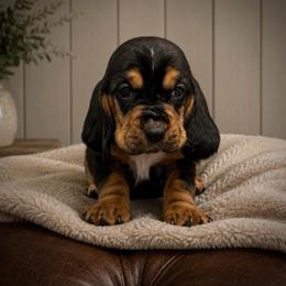 Rachel - Lilac collar - Black brown and white female Basset Hound puppy in Edmonton, Kentucky from RiverBottom Bassets