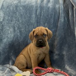Tunkers - Fawn male Cane Corso puppy in Delta Junction, Alaska from Last Frontier Cane Corsos