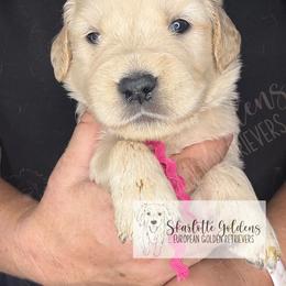 Parcheesi (purple) - Golden female Golden Retriever puppy in Argyle, Texas from Skarlotte Goldens, LLC
