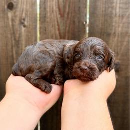 Angie - Chocolate female Goldendoodle puppy in Allen, Texas from Calena’s Doodles