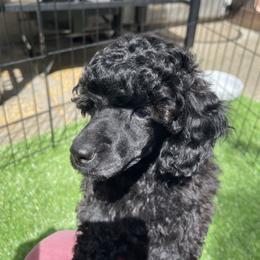 Poodle Puppies from Johnson’s Wine Country Poodles