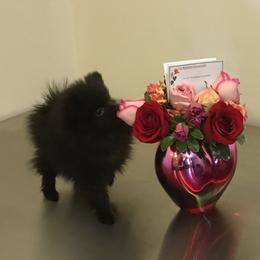 Pomeranian Puppies from PawSitive Therapy Pomeranians