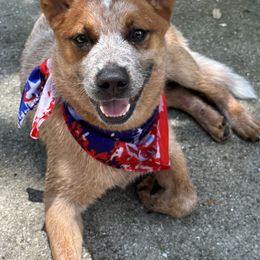 Australian Cattle Dogs from Overtime Cattle Dogs