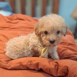 Anna, Yellow Girl - Red female Bernedoodle puppy in Lafayette, Alabama from Williams Lake Doodles