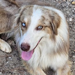 Mingus - Australian Shepherd
