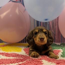 Ada - Chocolate and tan female Dachshund puppy in Dothan, Alabama from Hot Diggity Doxies of Dothan