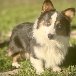 Smokey - Pembroke Welsh Corgi