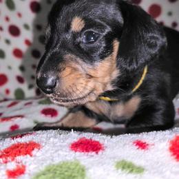 Yellow - Black and tan male Dachshund puppy in Kalama, Washington from Neeley Family's Weenies
