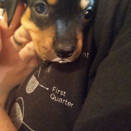 Dachshund Puppies from Bennett Babies