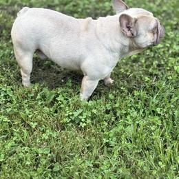 Maui - French Bulldog