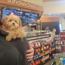 Rocky - Apricot male Maltipoo puppy in Washington from Mt.BakerPoodles&Doodles