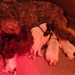 1 - Brown and gray female Wirehaired Pointing Griffon puppy in Clear Spring, Maryland from Moonshine's Wirehaired Pointing Griffons