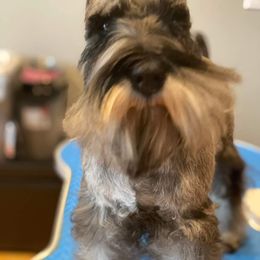 Miniature Schnauzer Puppies from Montage Miniature Schnauzers