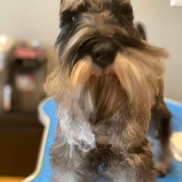 Miniature Schnauzer Puppies from Montage Miniature Schnauzers