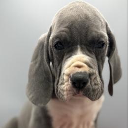 Margo - Blue female Great Dane puppy in Grand Junction, Colorado from Top Brackett Danes