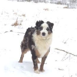 Australian Shepherd All Grown Up from TX Wild Heart Aussies