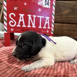 Purple - Black roan female German Shorthaired Pointer puppy in Huntington, Texas from B&B GSP’S