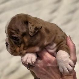 Cardi - Chocolate tri-color female Bulldog puppy in Harrisburg, Pennsylvania from Central PA WiggleButts Bulldogs