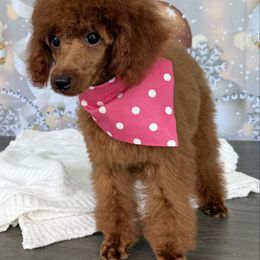 Rosie - Red  female Poodle puppy in Cape Coral, Florida from Ruby the poodle