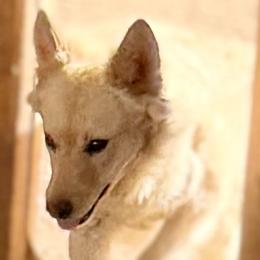 Midas - Yellow male Mudi puppy in Benson, Arizona from Twisted Acres Border Collies and Mudi