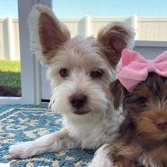 Yorkshire Terriers from Once Upon a Yorkie by May