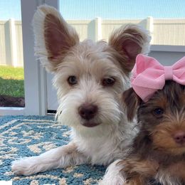 Yorkshire Terriers from Once Upon a Yorkie by May