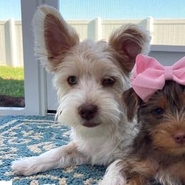 Yorkshire Terriers from Once Upon a Yorkie by May