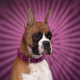 Mara - Boxer