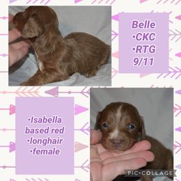 Belle - Fawn (isabella) and tan female Dachshund puppy in Lufkin, Texas from L & A Dachshunds