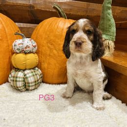 PG3 - Red and white female English Springer Spaniel puppy in Britton, South Dakota from K&S Canines