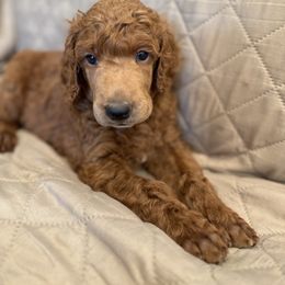 Black collar boy - Apricot male Poodle puppy in Riverside, California from Riverside red poodles