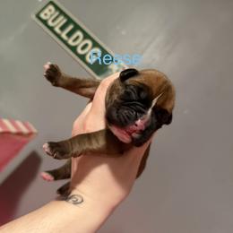 Light blue - Fawn female Boxer puppy in Louisville, Kentucky from Nelson’s Fancy Frenchies and Bulldogs