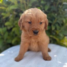 Male 4, Orange - Golden male Golden Retriever puppy in Utah from Deseret Peak Goldens