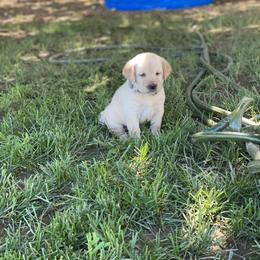 Labrador Retriever Puppies from Willow Kane Farm