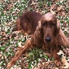 Irish Setters from Emerald Isl’s Irish Setters