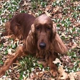 Irish Setters from Emerald Isl’s Irish Setters