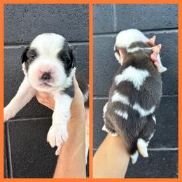 Orange - Mahogany and white male Saint Bernard puppy in Ladysmith, Wisconsin from Northwoods Saint Bernards