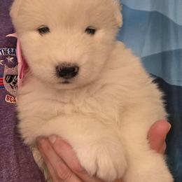 Pink girl - White and biscuit female Samoyed puppy in Elwell, Michigan from Limelight Samoyeds