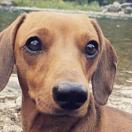 Jojobeans - Dachshund
