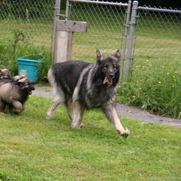 Shiloh Shepherd Puppies from Solace Shilohs