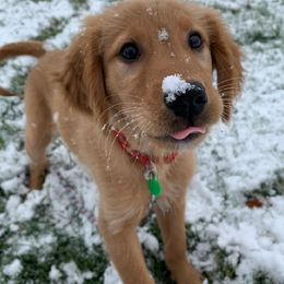 Golden Retrievers from Bonham Farms