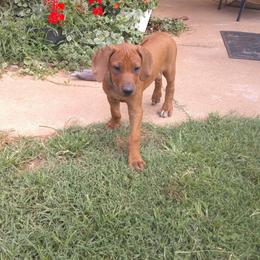 Amy - Red wheaten female Rhodesian Ridgeback puppy in Carney, Oklahoma from River Run Parson Russell terriers & River Run Ridgebacks