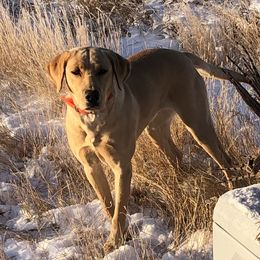 Fire - Labrador Retriever