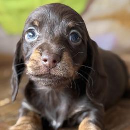 Stetson - Chocolate male Dachshund puppy in Pflugerville, Texas from Dream A Dream Dachshunds