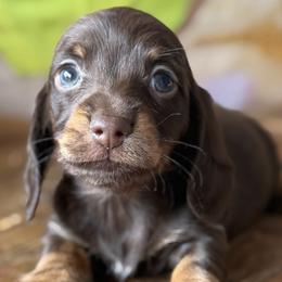 Stetson - Chocolate male Dachshund puppy in Pflugerville, Texas from Dream A Dream Dachshunds