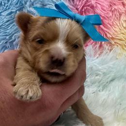 Hot pink girl - Gold male Yorkshire Terrier puppy in Milton, Florida from Sassenach Yorkie Kennels
