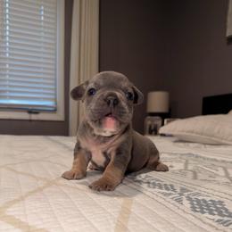 Dior - Blue male French Bulldog puppy in Bolingbrook, Illinois from Flores Frenchies