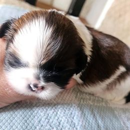 Girl 1 - Gold and white female Shih Tzu puppy in North Carolina from WillowCreek Mountain View Shih Tzu